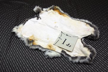 シェアードラビット原反　チンチラ(244)画像