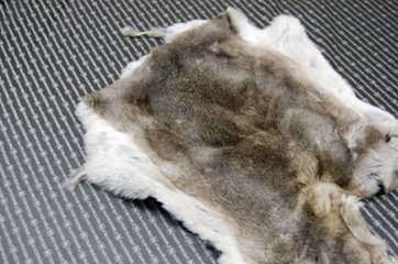 レッキス原反　チンチラ(245)画像