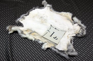 シェアードラビット原反　チンチラ(247)画像