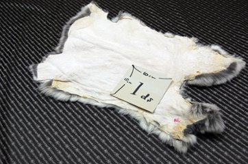 シェアードラビット原反　チンチラ(248)画像