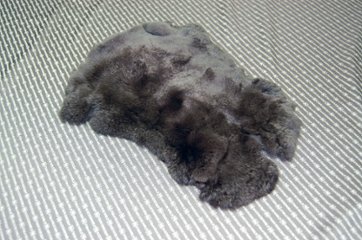 レッキス原反　ダークブラウン(250)の画像