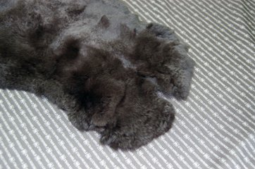 レッキス原反　ダークブラウン(250)画像