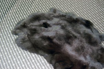 レッキス原反　ダークブラウン(251)画像