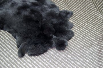 レッキス原反　ダークグレー(259)画像