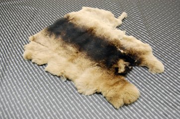 レッキス原反　ベージュプリント(260)の画像