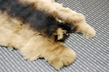 レッキス原反　ベージュプリント(260)画像