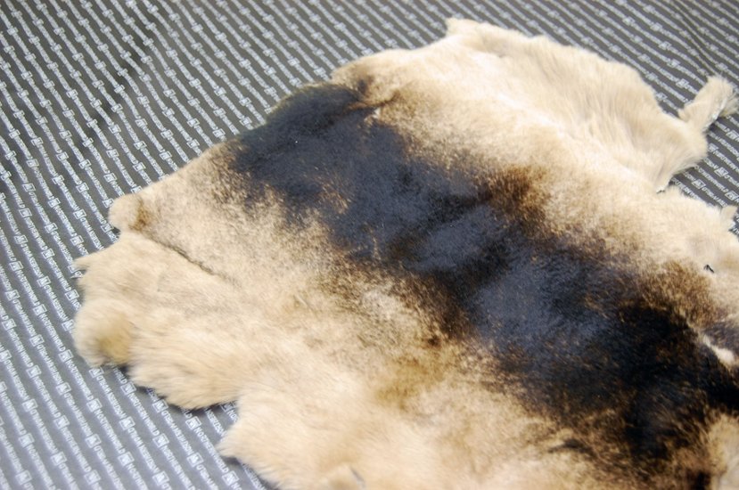 レッキス原反　ベージュプリント(260)画像