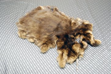 レッキス原反　ベージュプリント(261)の画像