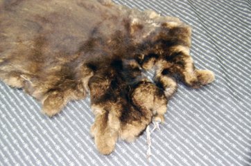 レッキス原反　ベージュプリント(261)画像