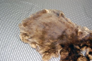 レッキス原反　ベージュプリント(261)画像