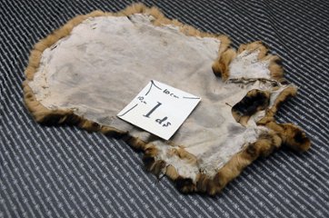 レッキス原反　ベージュプリント(261)画像