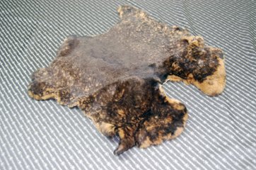 レッキス原反　ベージュプリント(262)の画像