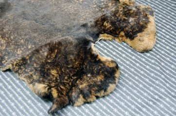 レッキス原反　ベージュプリント(262)画像