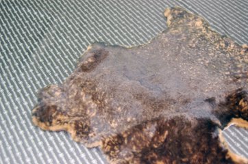 レッキス原反　ベージュプリント(262)画像