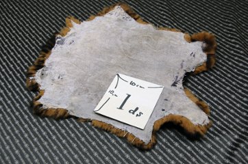 レッキス原反　ベージュプリント(263)画像