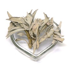 浄化用 (無農薬) ホワイトセージ （茎付・30g）の画像