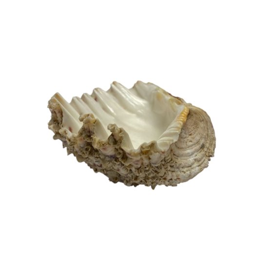 天然 白珊瑚 サンゴ  シャコガイ  セット  (3504）インテリア 置き飾り 貝殻 標本 限定品画像