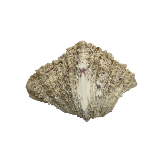 天然 白珊瑚 サンゴ  シャコガイ  セット  (3504）インテリア 置き飾り 貝殻 標本 限定品画像