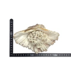 天然 白珊瑚 サンゴ  シャコガイ  セット  (3504）インテリア 置き飾り 貝殻 標本 限定品画像