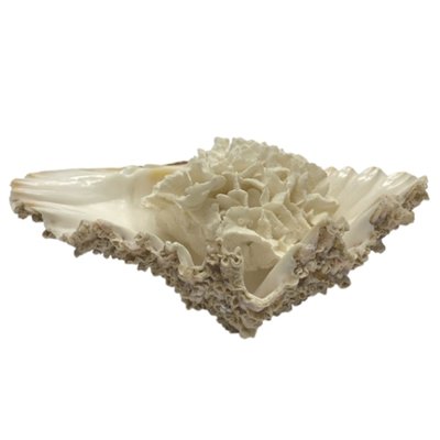 天然 白珊瑚 サンゴ  シャコガイ  セット  (3504）インテリア 置き飾り 貝殻 標本 限定品の画像