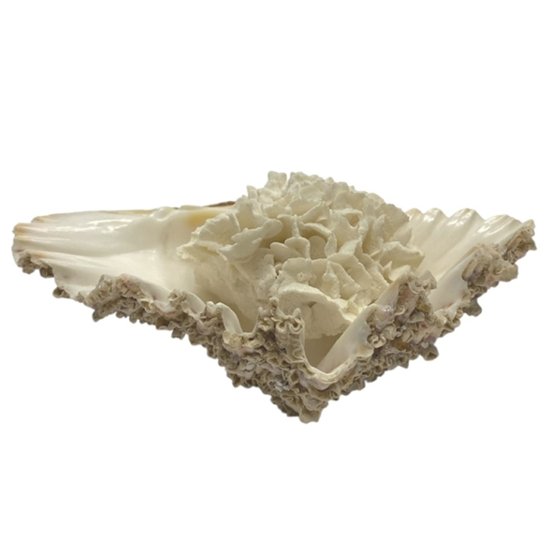 天然 白珊瑚 サンゴ  シャコガイ  セット  (3504）インテリア 置き飾り 貝殻 標本 限定品画像