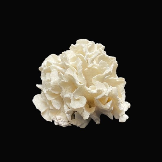 天然 白珊瑚 サンゴ  シャコガイ  セット  (3504）インテリア 置き飾り 貝殻 標本 限定品画像