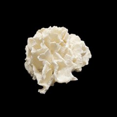 天然 白珊瑚 サンゴ  シャコガイ  セット  (3504）インテリア 置き飾り 貝殻 標本 限定品画像