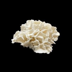 天然 白珊瑚 サンゴ  シャコガイ  セット  (3504）インテリア 置き飾り 貝殻 標本 限定品画像