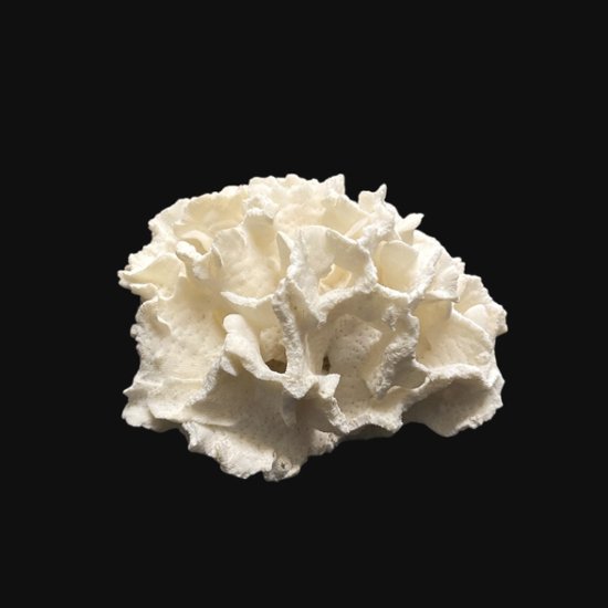 天然 白珊瑚 サンゴ  シャコガイ  セット  (3504）インテリア 置き飾り 貝殻 標本 限定品画像