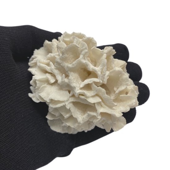 天然 白珊瑚 サンゴ  シャコガイ  セット  (3504）インテリア 置き飾り 貝殻 標本 限定品画像