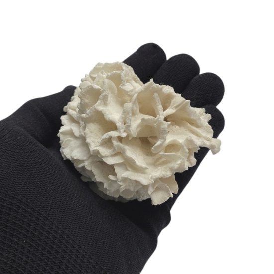 天然 白珊瑚 サンゴ  シャコガイ  セット  (3504）インテリア 置き飾り 貝殻 標本 限定品画像