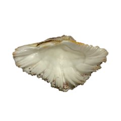 天然 白珊瑚 サンゴ  シャコガイ  セット  (3504）インテリア 置き飾り 貝殻 標本 限定品画像