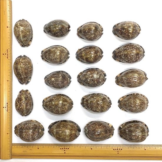 おまけ付き☆ 金運 財運 繁栄 お宝 タカラガイ ゴールド銭亀 ゴールドルチルクォーツのセット(2606) 開運 金運 風水 お守り 黄金の開運護符 開運アイテム『お任せ品』画像