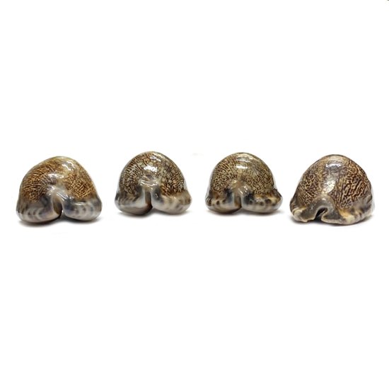 おまけ付き☆ 金運 財運 繁栄 お宝 タカラガイ ゴールド銭亀 ゴールドルチルクォーツのセット(2606) 開運 金運 風水 お守り 黄金の開運護符 開運アイテム『お任せ品』画像