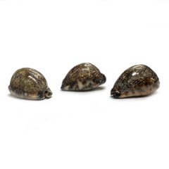 おまけ付き☆ 金運 財運 繁栄 お宝 タカラガイ ゴールド銭亀 ゴールドルチルクォーツのセット(2606) 開運 金運 風水 お守り 黄金の開運護符 開運アイテム『お任せ品』画像