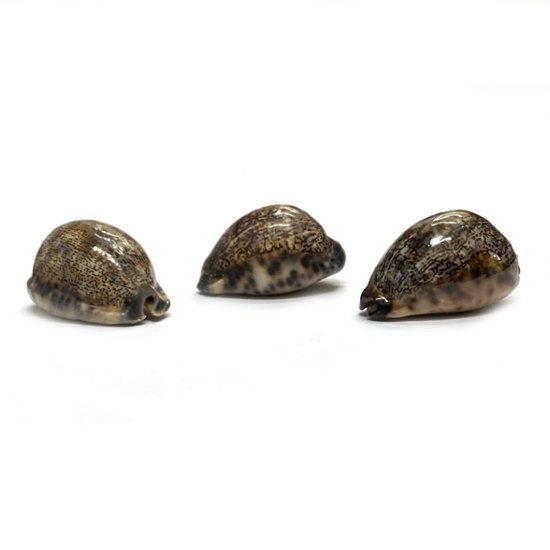 おまけ付き☆ 金運 財運 繁栄 お宝 タカラガイ ゴールド銭亀 ゴールドルチルクォーツのセット(2606) 開運 金運 風水 お守り 黄金の開運護符 開運アイテム『お任せ品』画像