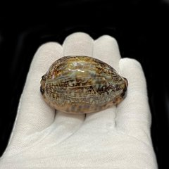 おまけ付き☆ 金運 財運 繁栄 お宝 タカラガイ ゴールド銭亀 ゴールドルチルクォーツのセット(2606) 開運 金運 風水 お守り 黄金の開運護符 開運アイテム『お任せ品』画像