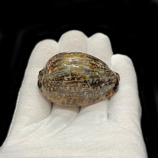 おまけ付き☆ 金運 財運 繁栄 お宝 タカラガイ ゴールド銭亀 ゴールドルチルクォーツのセット(2606) 開運 金運 風水 お守り 黄金の開運護符 開運アイテム『お任せ品』画像