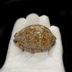 おまけ付き☆ 金運 財運 繁栄 お宝 タカラガイ ゴールド銭亀 ゴールドルチルクォーツのセット(2606) 開運 金運 風水 お守り 黄金の開運護符 開運アイテム『お任せ品』画像