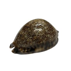 おまけ付き☆ 金運 財運 繁栄 お宝 タカラガイ ゴールド銭亀 ゴールドルチルクォーツのセット(2606) 開運 金運 風水 お守り 黄金の開運護符 開運アイテム画像