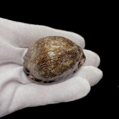 おまけ付き☆ 金運 財運 繁栄 お宝 タカラガイ ゴールド銭亀 ゴールドルチルクォーツのセット(2606) 開運 金運 風水 お守り 黄金の開運護符 開運アイテム画像