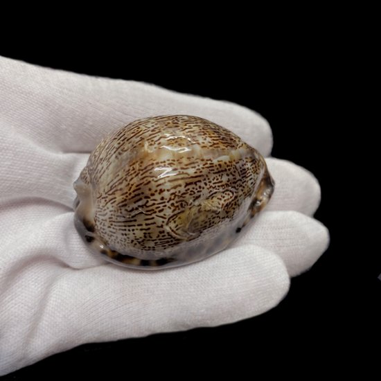 おまけ付き☆ 金運 財運 繁栄 お宝 タカラガイ ゴールド銭亀 ゴールドルチルクォーツのセット(2606) 開運 金運 風水 お守り 黄金の開運護符 開運アイテム画像