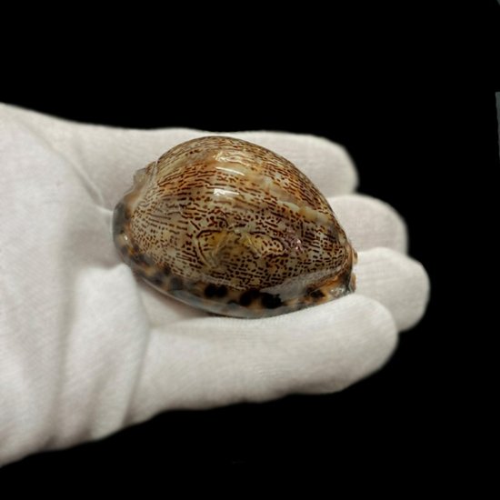 おまけ付き☆ 金運 財運 繁栄 お宝 タカラガイ ゴールド銭亀 ゴールドルチルクォーツのセット(2606) 開運 金運 風水 お守り 黄金の開運護符 開運アイテム画像