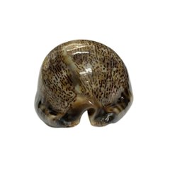 おまけ付き☆ 金運 財運 繁栄 お宝 タカラガイ ゴールド銭亀 ゴールドルチルクォーツのセット(2606) 開運 金運 風水 お守り 黄金の開運護符 開運アイテム画像