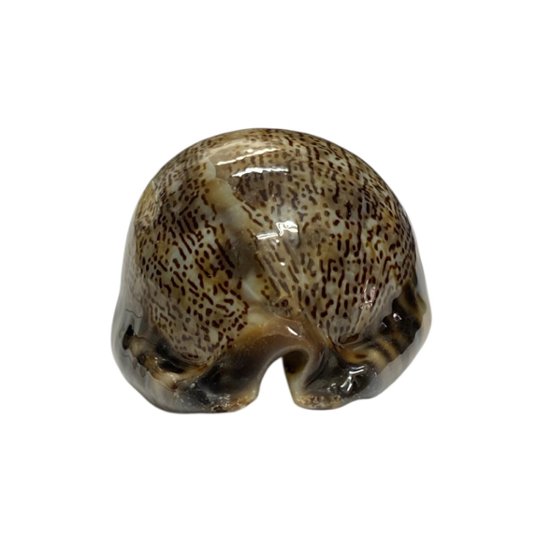 おまけ付き☆ 金運 財運 繁栄 お宝 タカラガイ ゴールド銭亀 ゴールドルチルクォーツのセット(2606) 開運 金運 風水 お守り 黄金の開運護符 開運アイテム画像