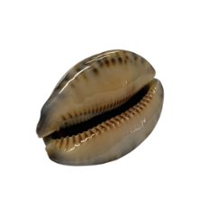 おまけ付き☆ 金運 財運 繁栄 お宝 タカラガイ ゴールド銭亀 ゴールドルチルクォーツのセット(2606) 開運 金運 風水 お守り 黄金の開運護符 開運アイテム画像