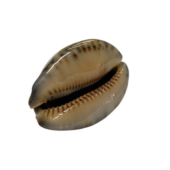 おまけ付き☆ 金運 財運 繁栄 お宝 タカラガイ ゴールド銭亀 ゴールドルチルクォーツのセット(2606) 開運 金運 風水 お守り 黄金の開運護符 開運アイテム画像