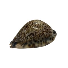 おまけ付き☆ 金運 財運 繁栄 お宝 タカラガイ ゴールド銭亀 ゴールドルチルクォーツのセット(2607) 開運 金運 風水 お守り 黄金の開運護符 開運アイテム画像