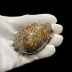 おまけ付き☆ 金運 財運 繁栄 お宝 タカラガイ ゴールド銭亀 ゴールドルチルクォーツのセット(2607) 開運 金運 風水 お守り 黄金の開運護符 開運アイテム画像