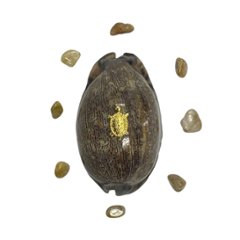 おまけ付き☆ 金運 財運 繁栄 お宝 タカラガイ ゴールド銭亀 ゴールドルチルクォーツのセット(2609) 開運 金運 風水 お守り 黄金の開運護符 開運アイテムの画像